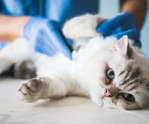Pet Surgery