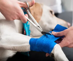 Urgent_small Pet Surgery