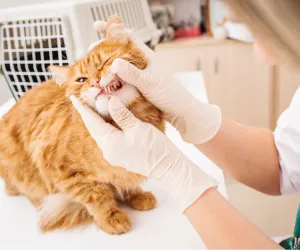 Pet Medical Treatment