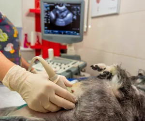 Pet Medical