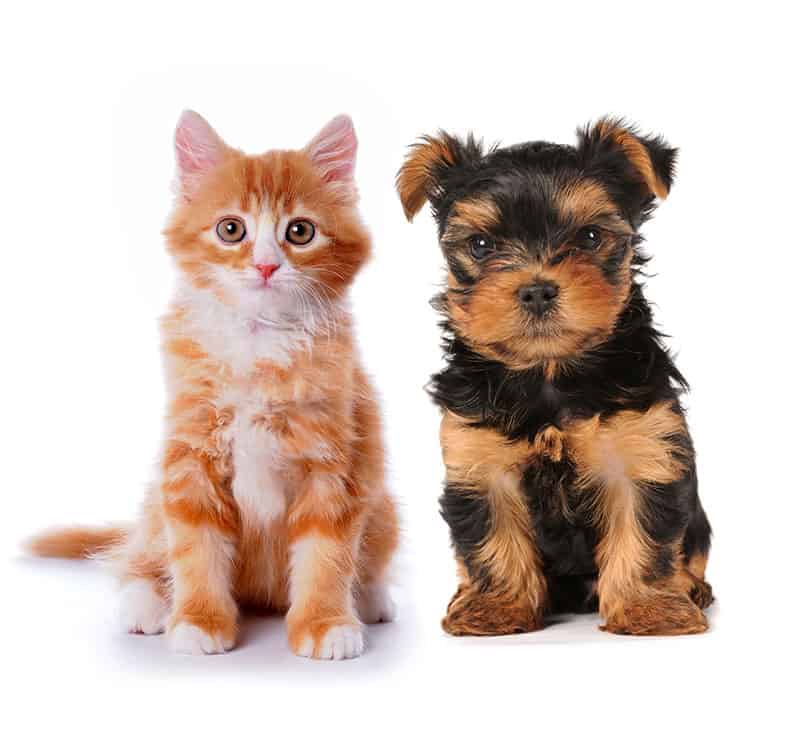 Pet Pair from Muir field pet clinic