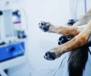 Pet Surgery
