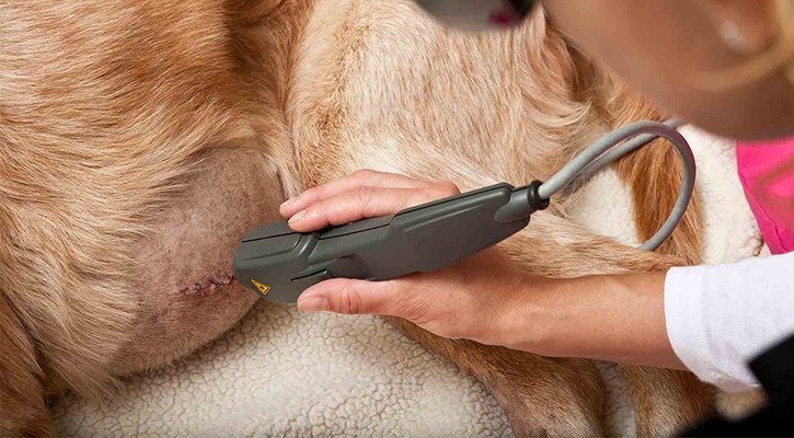 Pet