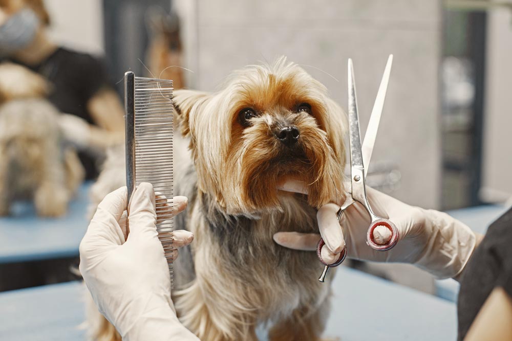 Pet