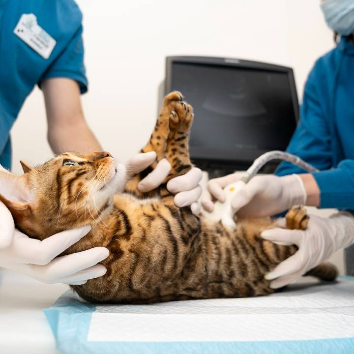 Pet